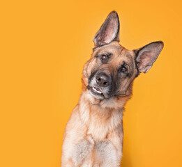 studio shot of a cute dog in front of an isolated background - 448413776