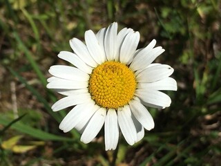 Fototapeta premium Fleurs