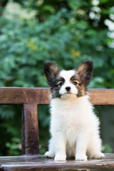 Puppy on the bench in the garden