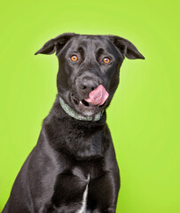 Obraz premium studio shot of a cute dog in front of an isolated background