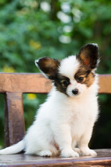 cute papillon on the bench in the garden