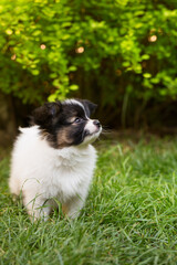 cute papillon puppy playing in the garden