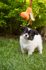Obraz premium Puppy playing with a toy