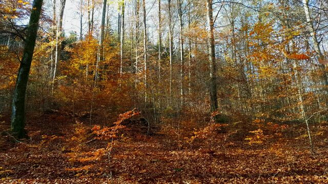 Autumn colored forest trees panorama during a calm day