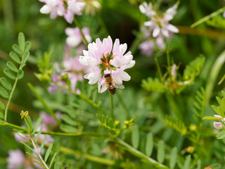 Fototapeta premium Une abeille butinant sur une fleur blanc-rosâtre de Coronilles bigarrées ou changeantes (Securigera varia)