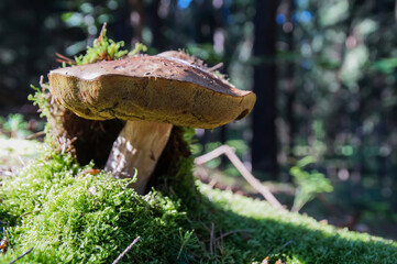 close-up of an edible mushroom that grows in the wet moss