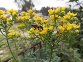 abeja e flor amarilla recolectando polen