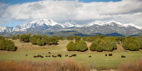 Buffalo and Mountains © cbdusty