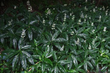 Pollia japonica flowers. Commelinaceae perennial grass. Young shoots are edible.