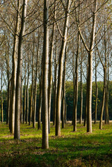 reforestation of poplar trees at autumn sunset