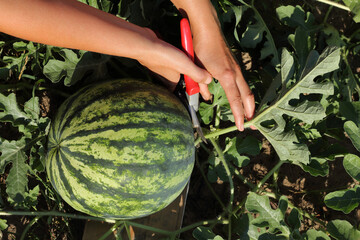 gardener with hand shears and striped watermelon in the summer. harvesting in the garden
