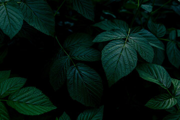 A close up of a green plant very dark and moody. High quality photo