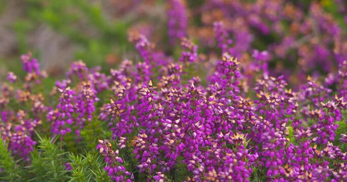 Heather flowering in summer purple pink gorse wild flower Calluna vulgaris