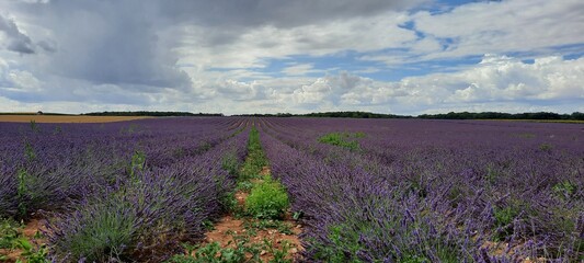 lavender field region