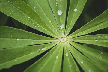 Fototapeta na wymiar Morning dew on the leaf