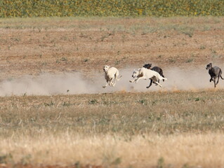 Obraz na płótnie Canvas greyhound race fast dog domestic animal field hare hunting