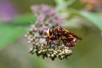 Gemeine Breitstirnblasenkopffliege // thick-headed fly (Sicus ferrugineus) 