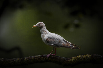 Fototapeta premium seagull on the rock