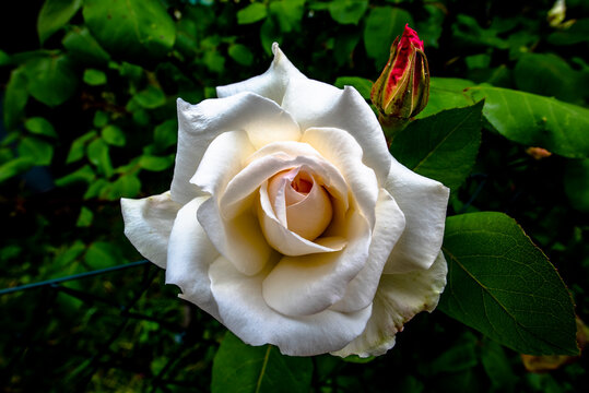 2021 05 22 Chiuppano White Rose