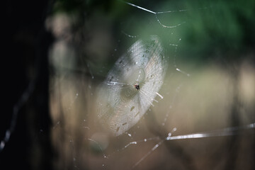 Spider in Web