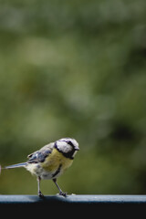 a bird