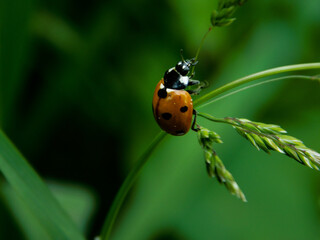 ladybird on a leaf