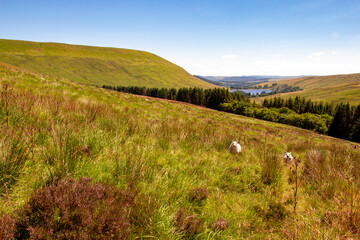 Brecon Beacons, Wales, UK. A walkling path to the summit of Pen y Fan and Corn Du.