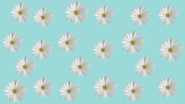 white daisy flowers animated pattern on a blue background. Simple floral seamless loop concept animaton, summer colors