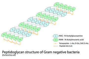 Structure of gram negative bacterial cell wall - peptidoglycan polymers with peptide cross links - E. coli