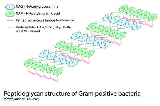 Structure of gram positive bacterial cell wall - peptidoglycan polymers with peptide cross links - S. Aureus
