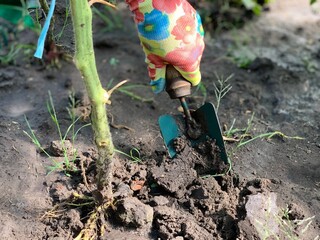 Loosening the soil in the garden with a small spatula.