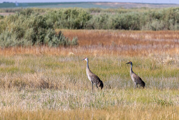 Obraz na płótnie Canvas Pair of Sandhill Cranes in Summer in Idaho