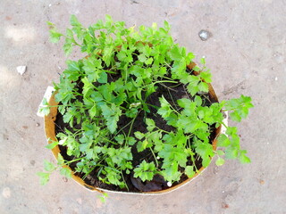 lettuce in a pot