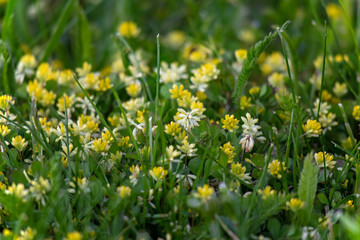 Drobne żółto-białe polne kwiatki w gęstej trawie