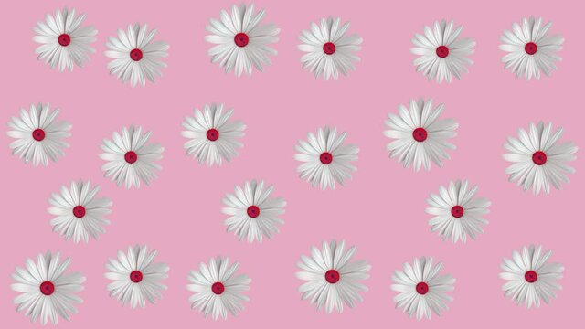 white and pink  daisy flowers animated pattern on a pink background. Simple floral seamless loop concept animaton, summer colors