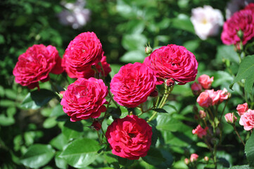 blooming red roses close-up on a green background