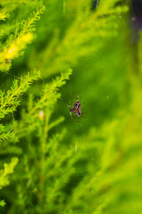 Araña en telaraña 