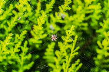 Araña en telaraña 