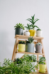 Succulents of colored pots on a wooden shelf.
