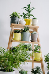 Succulents of colored pots on a wooden shelf.Landscaping of the house or office. Succulents in ceramic and plastic pots.
