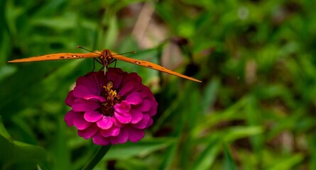 Butterfly on Zinnia