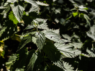 nettle