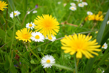 Essbare Wildkräuter - Löwenzahn und Gänseblümchen © Botanik Guide