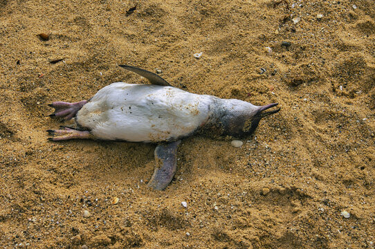 Dead yellow-eyed penguin (Megadyptes antipodes) on an beach near Kaikoura, South Island, New Zealand
