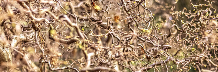Natural background of twisted tree branches with blooming leaves. Texture.