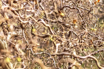Natural background of twisted tree branches with blooming leaves. Texture.