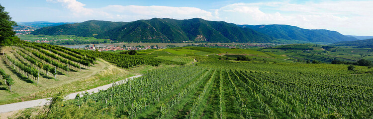 Fototapeta na wymiar Valley-Wachau-Austria-vineyards