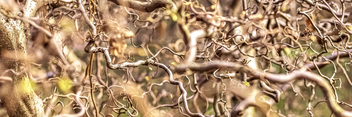 Natural background of twisted tree branches with blooming leaves. Texture.