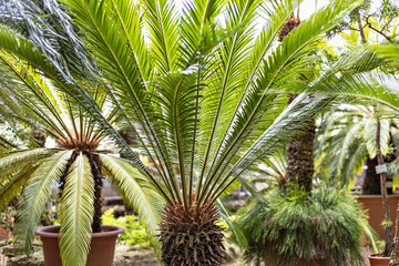 Fototapeta na wymiar Tropical palm rtrees in pots in the garden