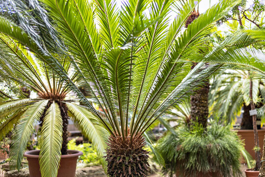 Tropical palm rtrees in pots in the garden